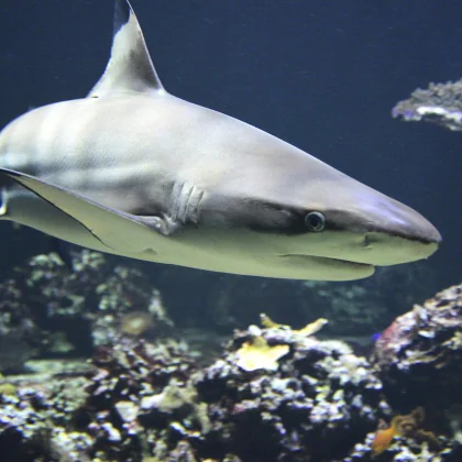 Shark